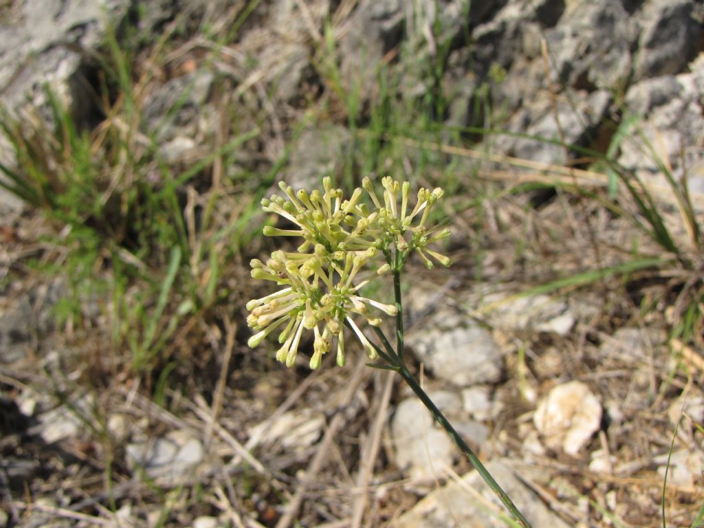 Asperula aristata  / Stellina longiflora